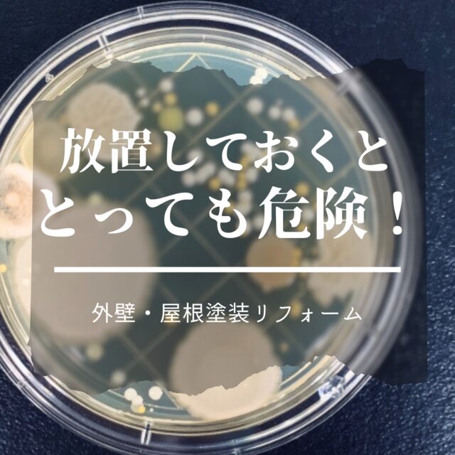 外壁のコケやカビ、放置しておくととっても危険なのです！